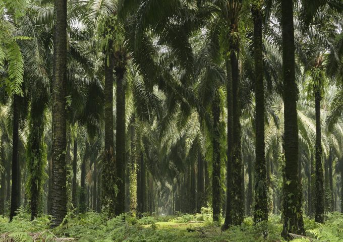 Hele L'Oréals forbrug af palmeolie stammer fra bæredygtige kilder. Foto: L'Oréal
